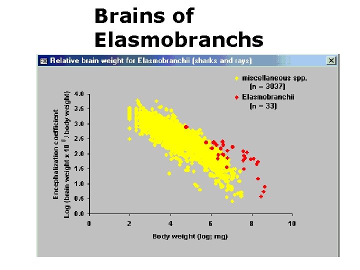 Brains of Elasmobranchs 
