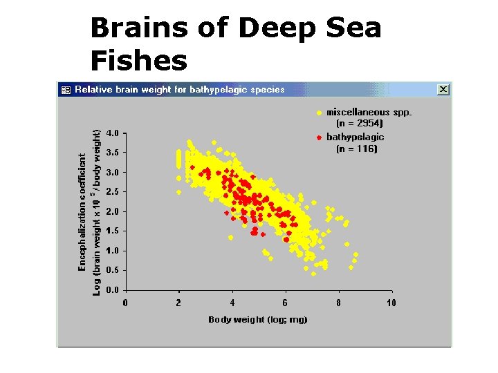 Brains of Deep Sea Fishes 