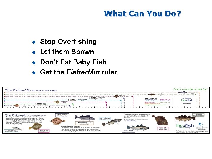 What Can You Do? l l Stop Overfishing Let them Spawn Don’t Eat Baby