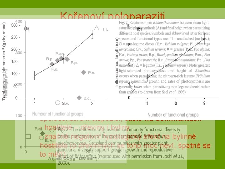 Kořenoví poloparaziti. . . parazitizmus pouze pod zemí - plýtvání vodou (otevřené průduchy i