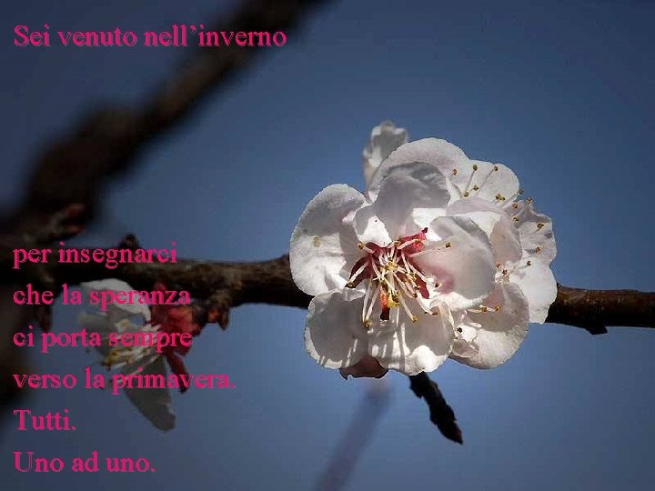 Sei venuto nell’inverno per insegnarci che la speranza ci porta sempre verso la primavera.