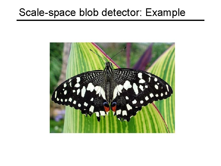 Scale-space blob detector: Example 