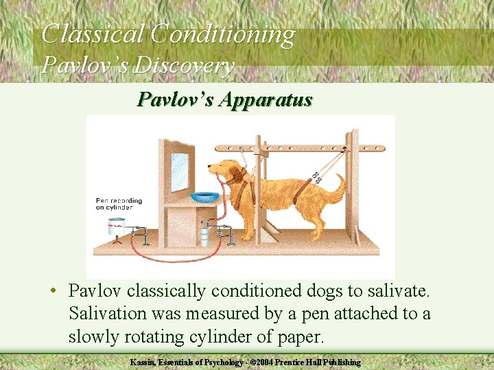 Classical Conditioning Pavlov’s Discovery Pavlov’s Apparatus • Pavlov classically conditioned dogs to salivate. Salivation