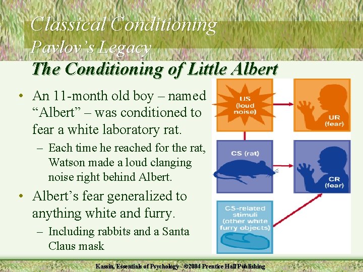 Classical Conditioning Pavlov’s Legacy The Conditioning of Little Albert • An 11 -month old