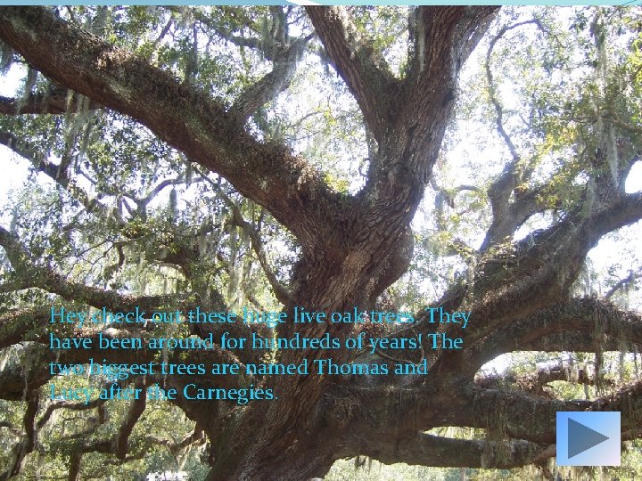 Hey check out these huge live oak trees. They have been around for hundreds