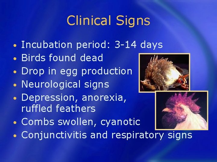 Clinical Signs • • Incubation period: 3 -14 days Birds found dead Drop in