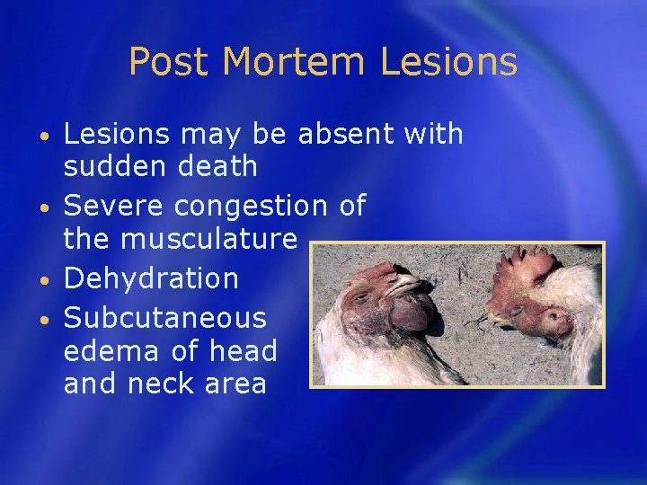 Post Mortem Lesions may be absent with sudden death • Severe congestion of the