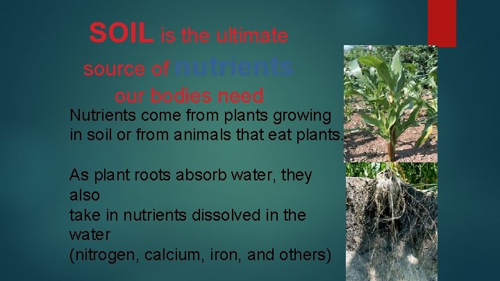 SOIL is the ultimate source of nutrients our bodies need Nutrients come from plants