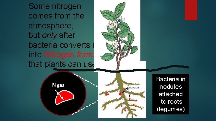 Some nitrogen comes from the atmosphere, but only after bacteria converts it into Nitrogen