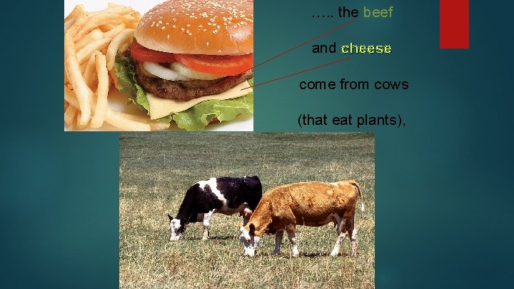 …. . the beef and cheese come from cows (that eat plants), 