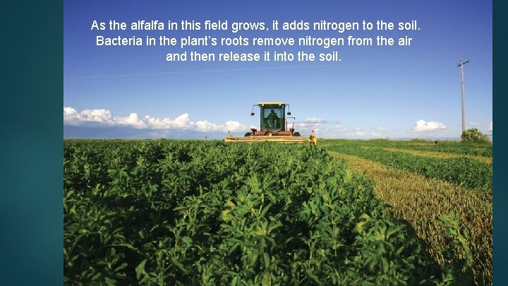  As the alfalfa in this field grows, it adds nitrogen to the soil.