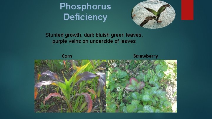Phosphorus Deficiency Stunted growth, dark bluish green leaves, purple veins on underside of leaves