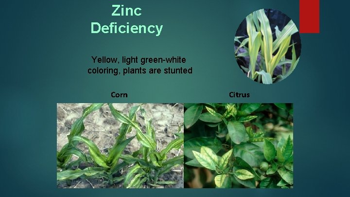 Zinc Deficiency Yellow, light green-white coloring, plants are stunted Corn Citrus 