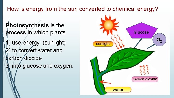 How is energy from the sun converted to chemical energy? Photosynthesis is the process