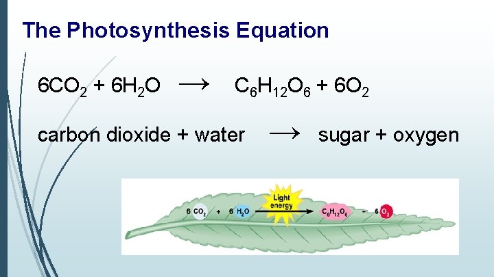 The Photosynthesis Equation 6 CO 2 + 6 H 2 O → C 6