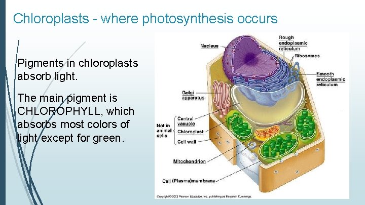 Chloroplasts - where photosynthesis occurs Pigments in chloroplasts absorb light. The main pigment is