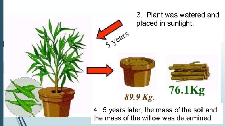 3. Plant was watered and placed in sunlight. 4. 5 years later, the mass