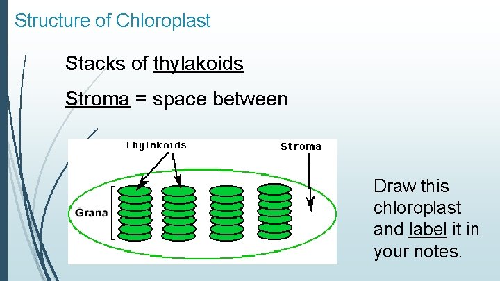 Structure of Chloroplast Stacks of thylakoids Stroma = space between Draw this chloroplast and