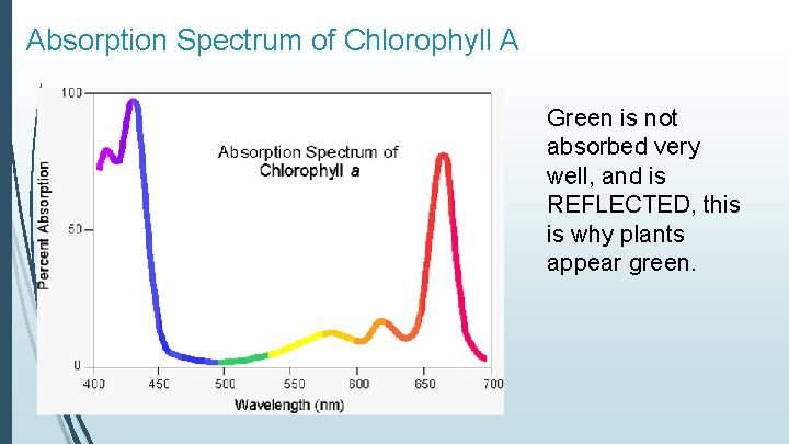 Absorption Spectrum of Chlorophyll A Green is not absorbed very well, and is REFLECTED,