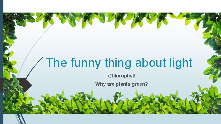 The funny thing about light Chlorophyll Why are plants green? 