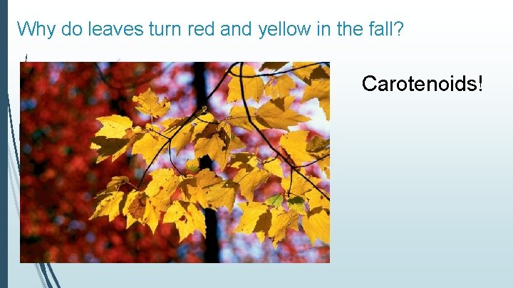 Why do leaves turn red and yellow in the fall? Carotenoids! 