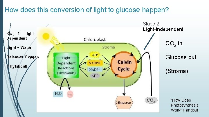 How does this conversion of light to glucose happen? Stage 1: Light Dependent Light