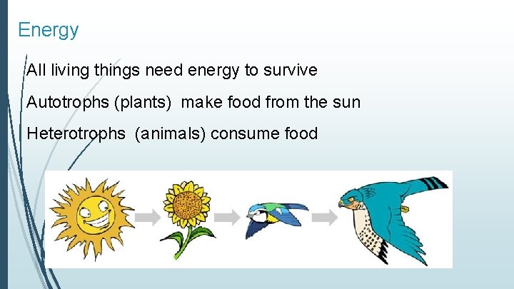 Energy All living things need energy to survive Autotrophs (plants) make food from the