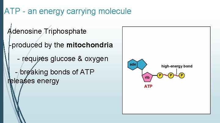 ATP - an energy carrying molecule Adenosine Triphosphate -produced by the mitochondria - requires