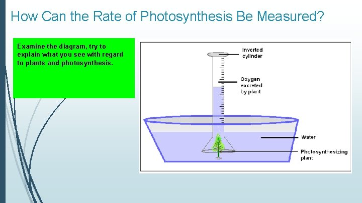How Can the Rate of Photosynthesis Be Measured? Examine the diagram, try to explain
