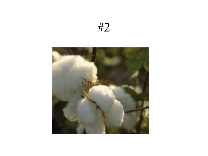 #2 