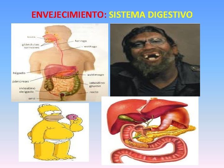 ENVEJECIMIENTO: SISTEMA DIGESTIVO 