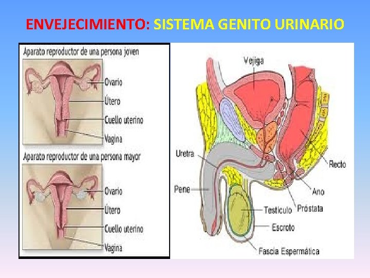 ENVEJECIMIENTO: SISTEMA GENITO URINARIO 