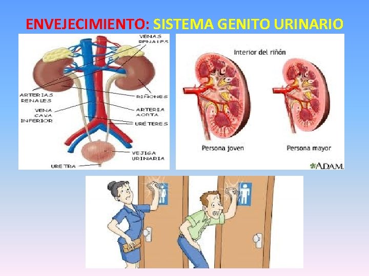 ENVEJECIMIENTO: SISTEMA GENITO URINARIO 