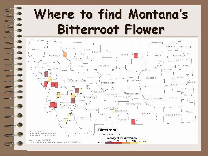 Where to find Montana’s Bitterroot Flower 