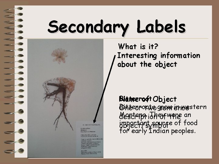 Secondary Labels What is it? Interesting information about the object Bitterroot Name of Object
