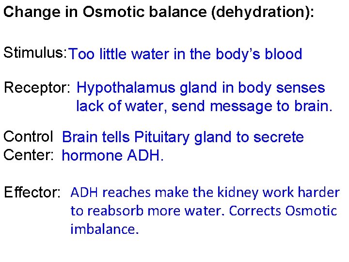 Change in Osmotic balance (dehydration): Stimulus: Too little water in the body’s blood Receptor: