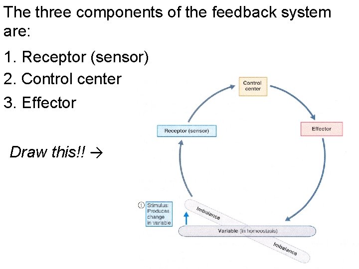 The three components of the feedback system are: 1. Receptor (sensor) 2. Control center