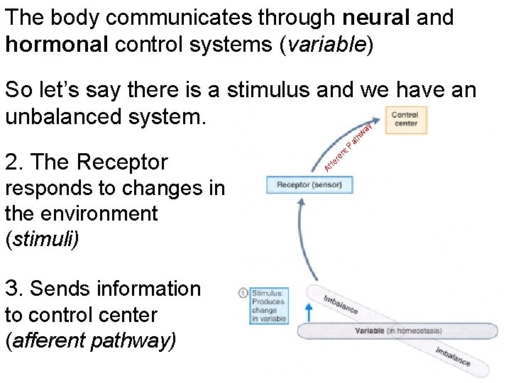 The body communicates through neural and hormonal control systems (variable) responds to changes in