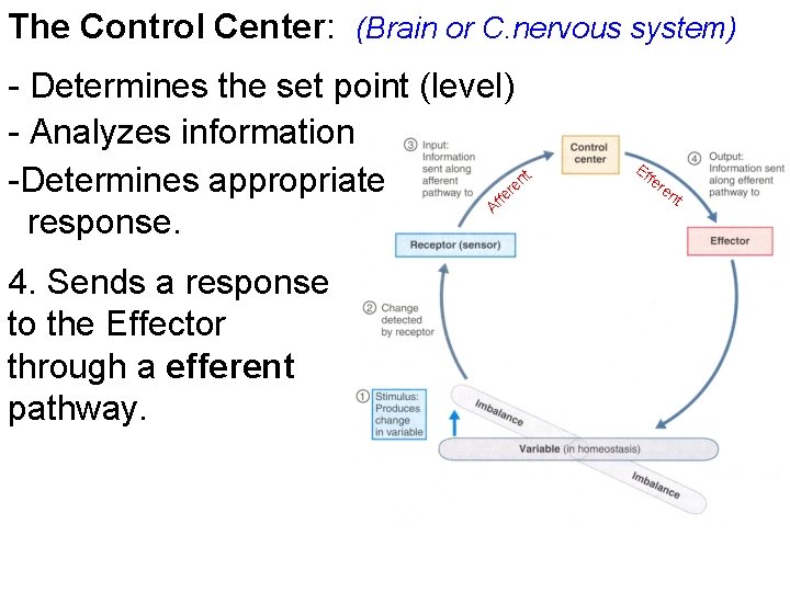 The Control Center: (Brain or C. nervous system) - Determines the set point (level)