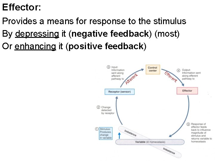 Effector: Provides a means for response to the stimulus By depressing it (negative feedback)