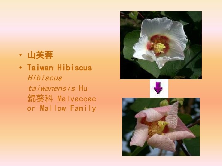  • 山芙蓉 • Taiwan Hibiscus taiwanensis Hu 錦葵科 Malvaceae or Mallow Family 