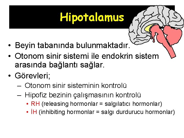 Hipotalamus • Beyin tabanında bulunmaktadır. • Otonom sinir sistemi ile endokrin sistem arasında bağlantı