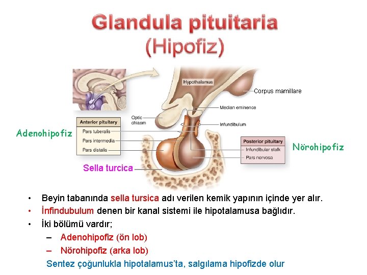 Corpus mamillare Adenohipofiz Nörohipofiz Sella turcica • • • Beyin tabanında sella tursica adı