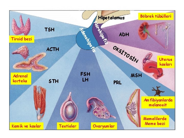 Böbrek tübülleri Hipotalamus STH z FSH LH ADH ofi hip fiz ACTH Adrenal korteks