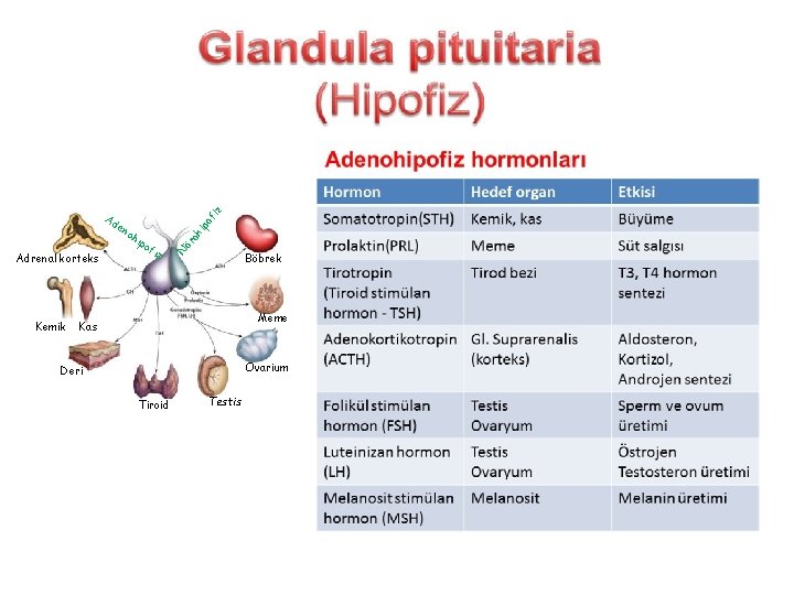 Adrenal korteks Kemik ip fiz oh ipo ör oh N en of iz Ad