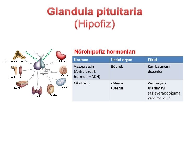 Adrenal korteks Kemik ip fiz oh ipo ör oh N en of iz Ad