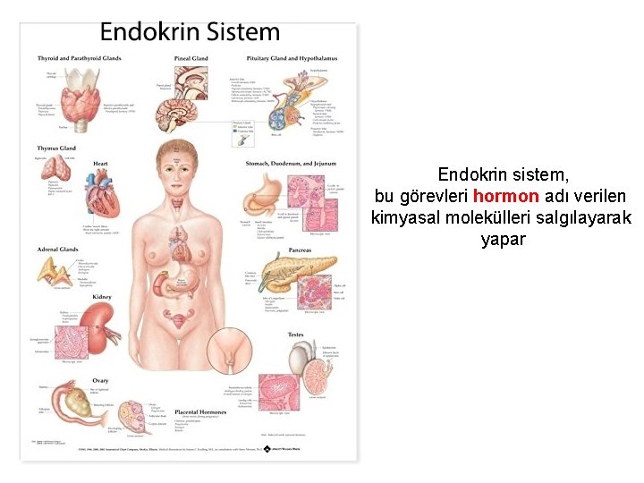 Endokrin sistem, bu görevleri hormon adı verilen kimyasal molekülleri salgılayarak yapar 