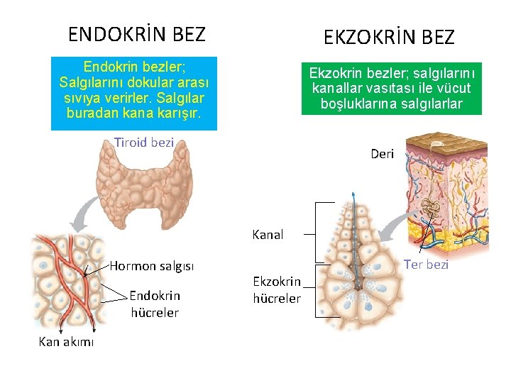 ENDOKRİN BEZ EKZOKRİN BEZ Endokrin bezler; Salgılarını dokular arası sıvıya verirler. Salgılar buradan kana