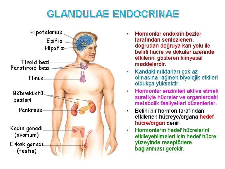 GLANDULAE ENDOCRINAE Hipotalamus Epifiz Hipofiz Tiroid bezi Paratiroid bezi Timus • • Böbreküstü bezleri