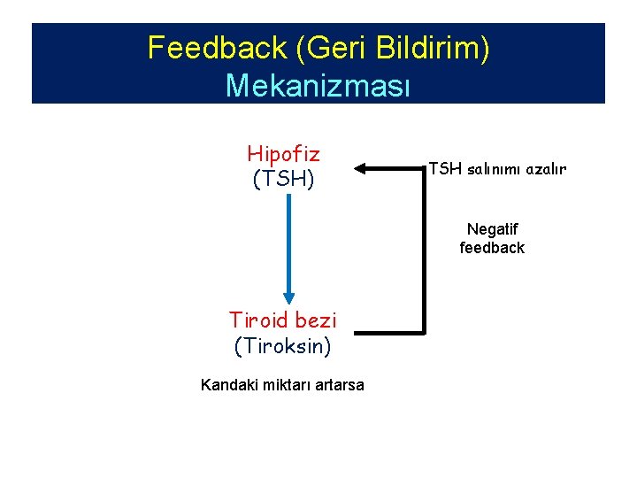 Feedback (Geri Bildirim) Mekanizması Hipofiz (TSH) TSH salınımı azalır Negatif feedback Tiroid bezi (Tiroksin)